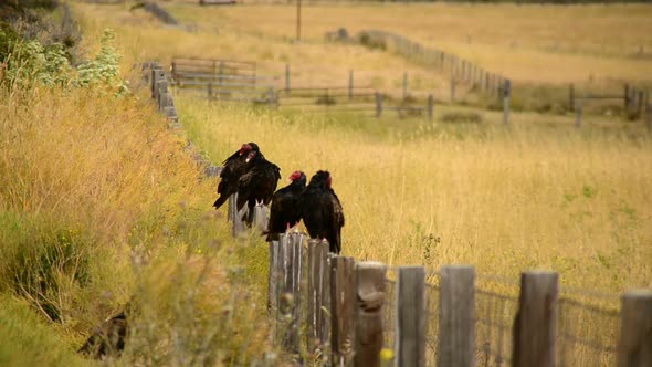 Wild Turkey Vulture Buzzards Sitting On A Fence 3