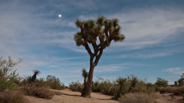 Joshua Tree In The Desert 
