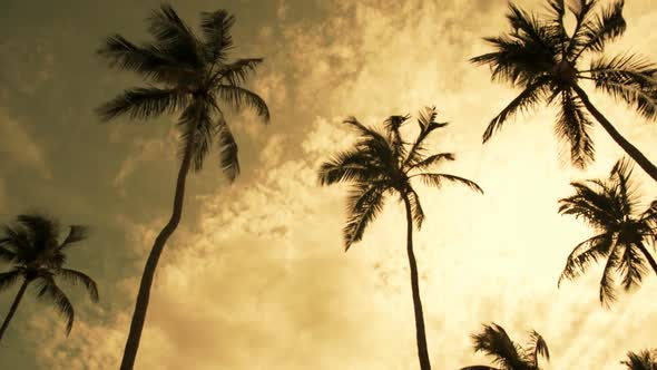 Windswept Palms Trees