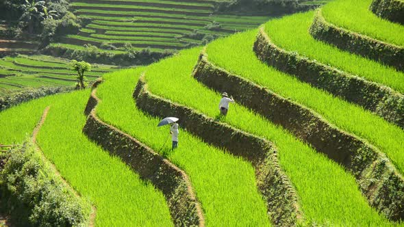 Workers Planting Rice In Scenic Rice Terraces - Northern Mountains Sapa Vietnam