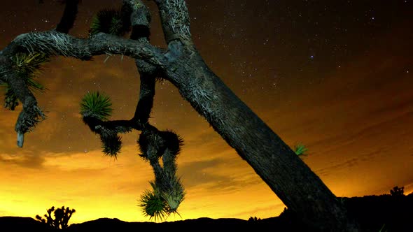 Joshua Trees At Night  - 12