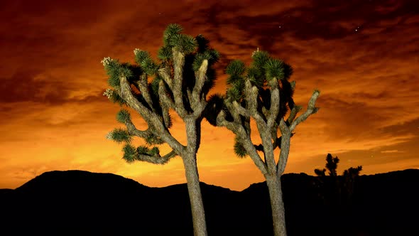 Joshua Trees At Night  - 2