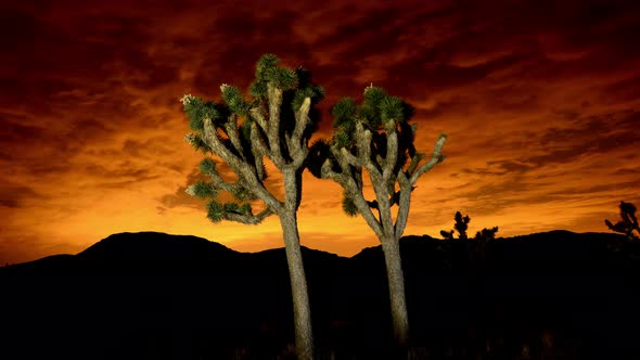 Joshua Trees At Night  - 3