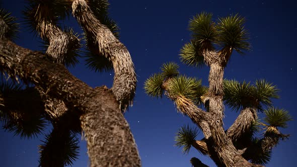 Joshua Tree At Night Full Moon - Time Lapse - Dolly Pan - 4k 4