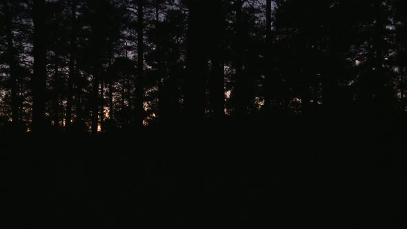 Time Lapse Of Sunset Through Trees - Sunset