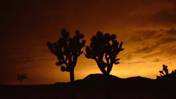 Time Lapse Of Joshua Trees At Night 1