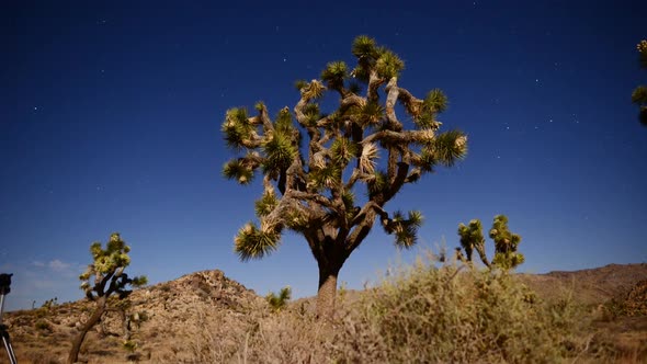 Joshua Tree At Night Full Moon - Time Lapse - Slider Pan 1