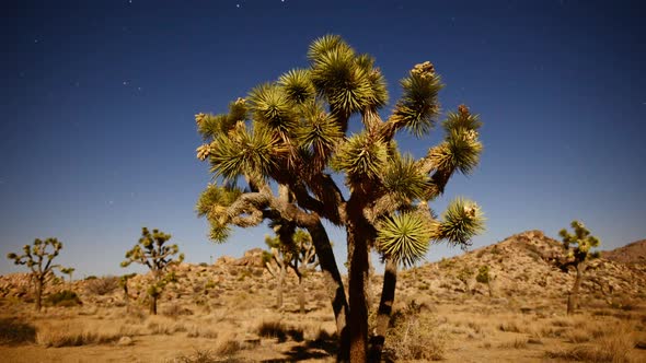 Joshua Tree At Night Full Moon - Time Lapse - Slider Pan 10