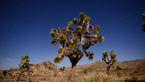 Joshua Tree At Night Full Moon - Time Lapse - Slider Pan 11