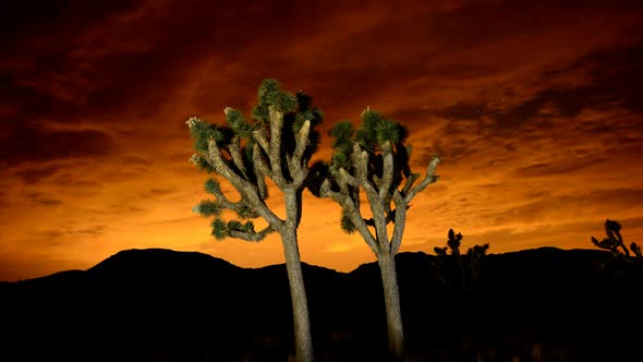 Time Lapse Of Joshua Trees At Night 3