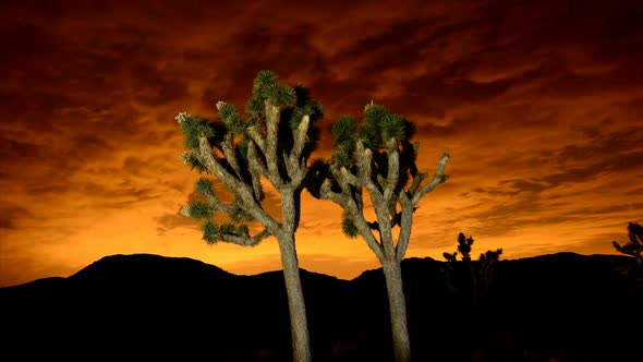 Time Lapse Of Joshua Trees At Night 4