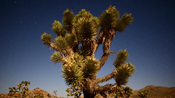 Joshua Tree At Night Full Moon - Time Lapse - Slider Pan 15