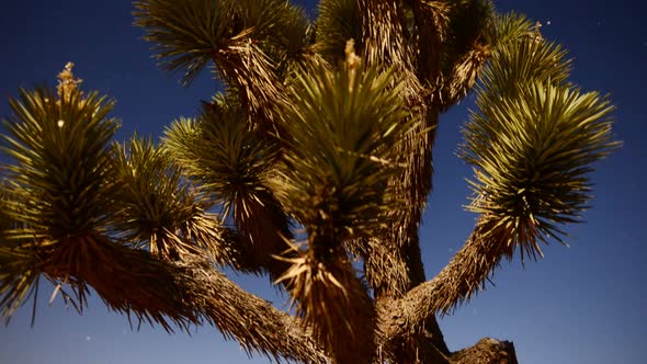 Joshua Tree At Night Full Moon - Time Lapse - Slider Pan 16