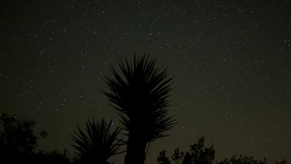 Star Lapse Of Yucca Plant