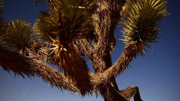 Joshua Tree At Night Full Moon - Time Lapse - Slider Pan 17