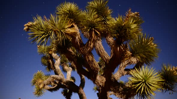 Joshua Tree At Night Full Moon - Time Lapse - Slider Pan 19