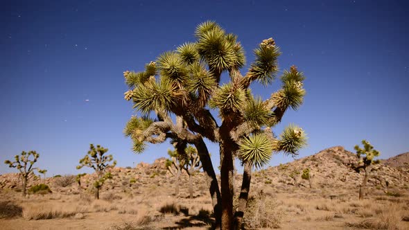 Joshua Tree At Night Full Moon - Time Lapse - Slider Pan 2