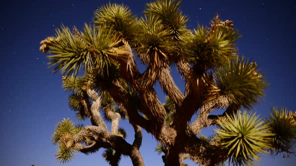 Joshua Tree At Night Full Moon - Time Lapse - Slider Pan 21