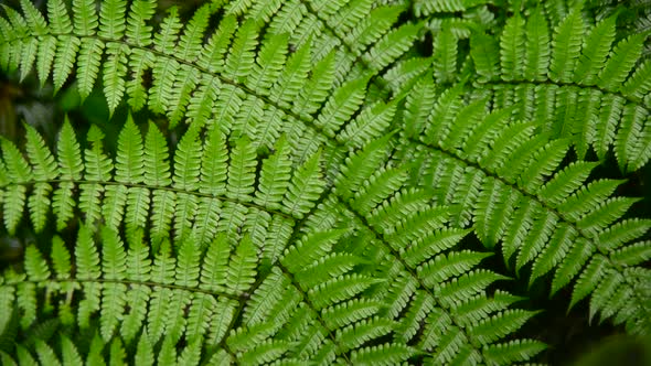 Wet Green Fern Plant