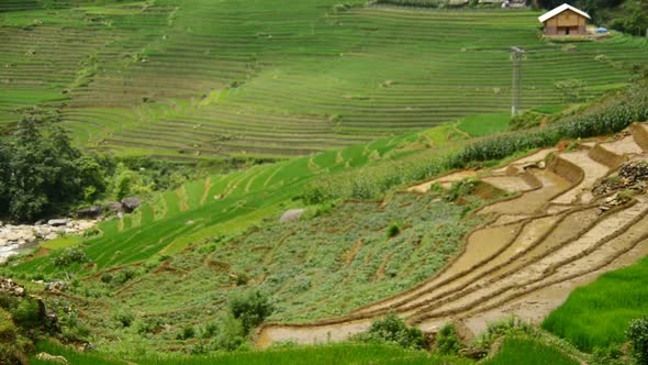 Rice Terraces In Green Valley -  Sapa Vietnam