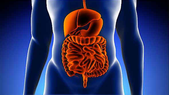 Male Digestive System Medical Scan Anatomy