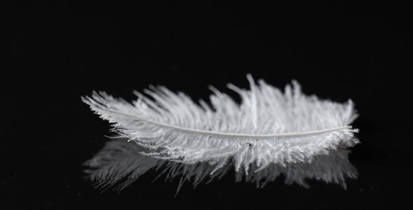 Falling Feather