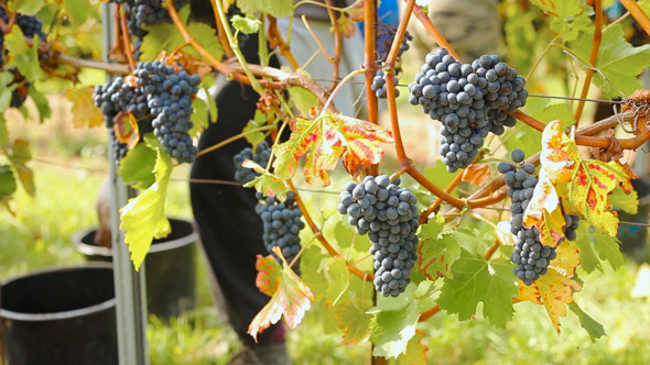 Wine Harvesting