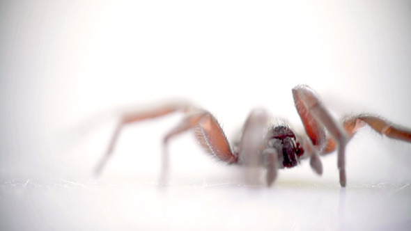 Shot of Spider on the White Table