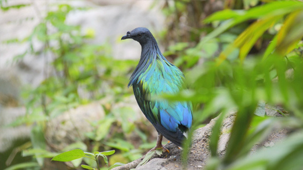 Nicobar Pigeon Bird in Forest alt