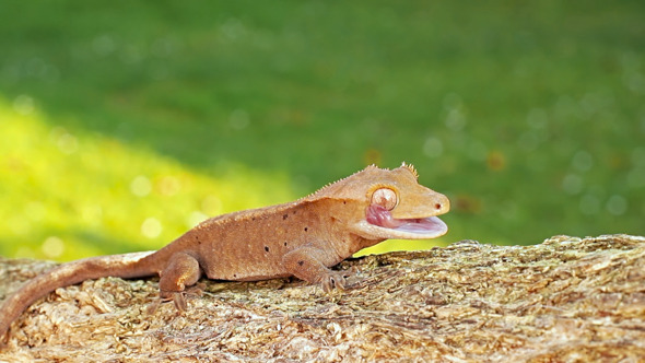 Baby Gecko Walking on the Tree alt