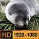 Flu Seal Pups - VideoHive Item for Sale