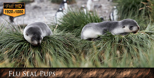 Flu Seal Pups