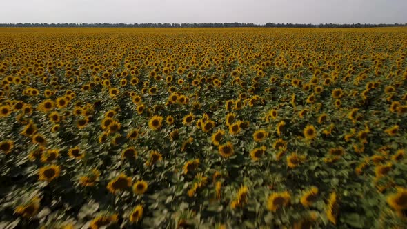 4k drone video of sunflower field in the evening