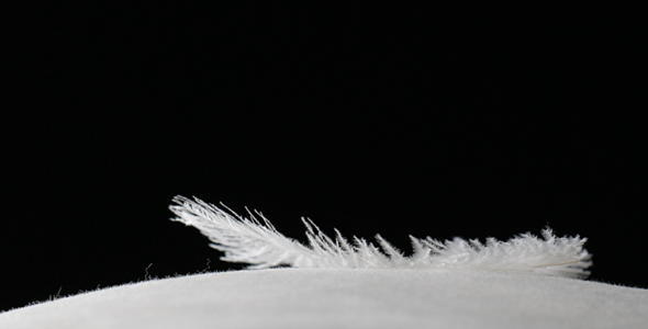 Feather on Pillow