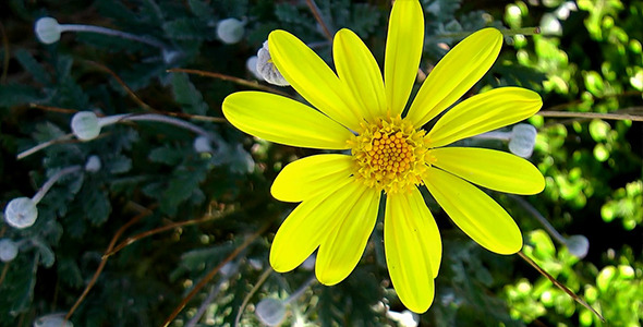 Beautiful Yellow Spring Flower