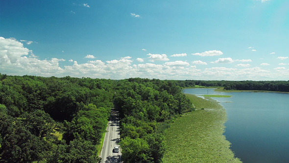 Green Forest in the Summer alt