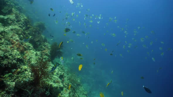 Coral Reef and Tropical Fish alt