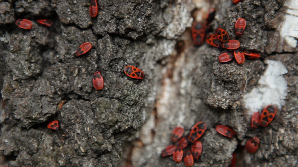 Pyrrhocoris Apterus alt