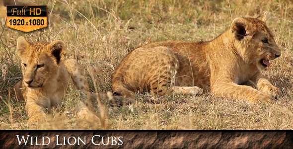 Wild Lion Cubs