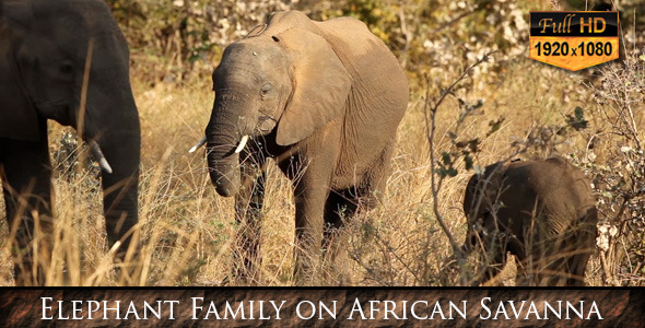 Elephant Family on African Savanna