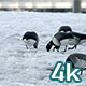 Geese Walking and Eating - VideoHive Item for Sale