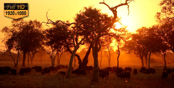 Buffalo Herd on African Sunset
