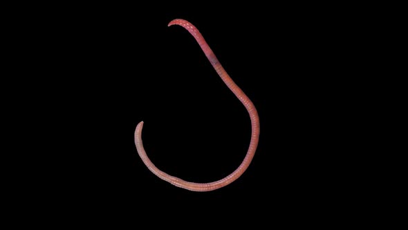 Earthworm Creep Footage With Alpha Channel alt