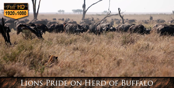 Lions Pride on Herd of Buffalo 