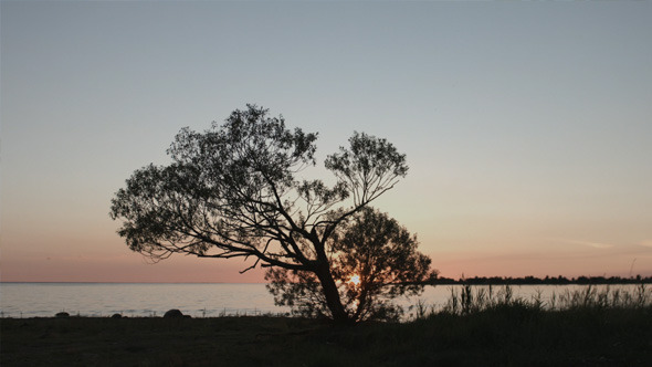 Sunset Timelapse Over Big Tree in Lake alt