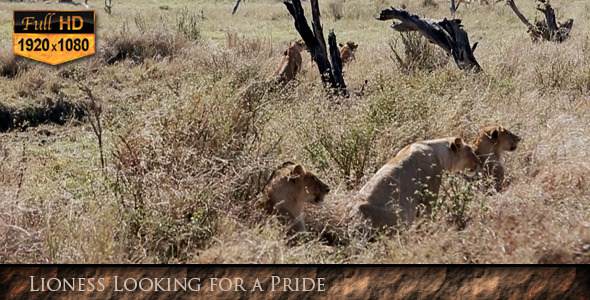Lioness Looking for a Pride