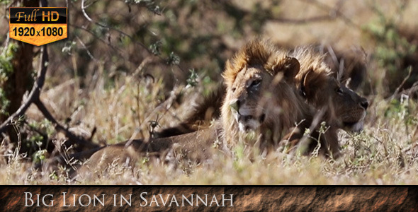 Big Lion in Savannah