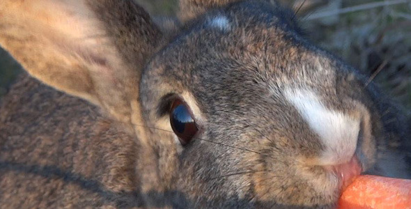Rabbit Feeding Carrot alt