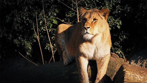 Female Lion Rests On Log In The Sunlight alt