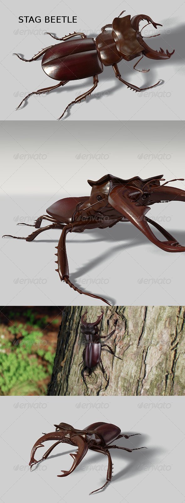 Stag beetle - 3Docean 136665